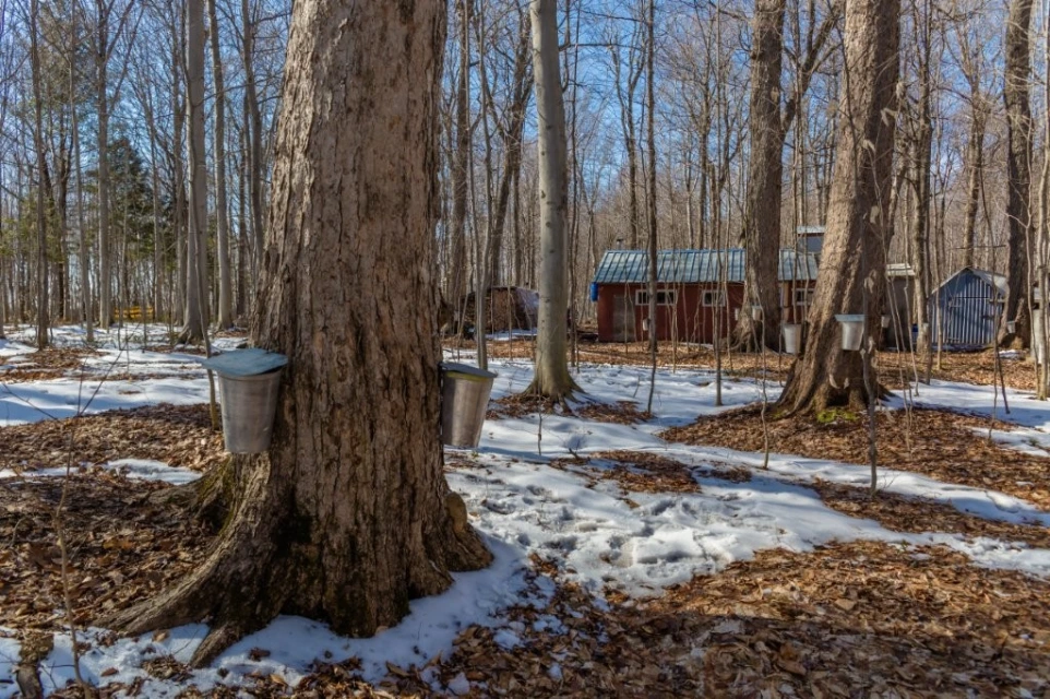 Site de cabane à sucre