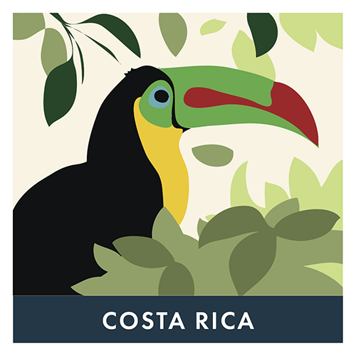[R1CRBrG9] BVH - Costa Rica 1kg Plateau - Grains (9 unités)