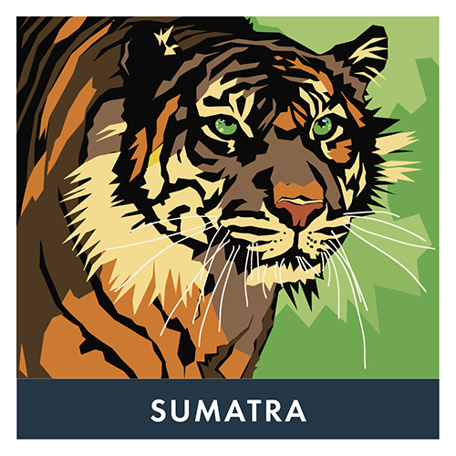 [70SumF] BVH Mélange Sumatra 70g - Sachet (60 unités)