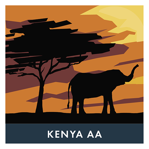 [R1KenNG9] BVH - Kenya AA Noir 1kg Plateau - Grains (9 unités)